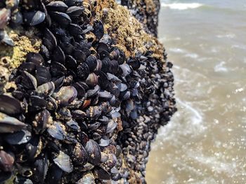 Close-up of shell on rock