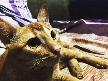 Close-up of cat relaxing on bed at home