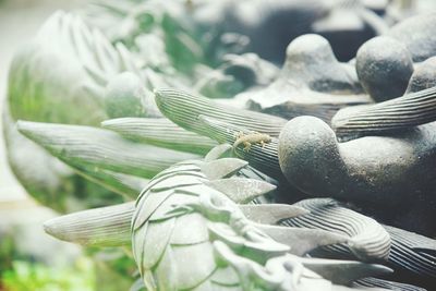 Close up of plant against blurred background