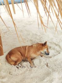 High angle view of a dog lying on sand