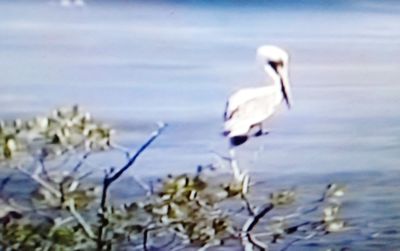 White swan in a lake