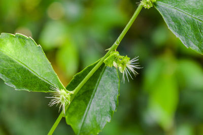 Close-up of green plant