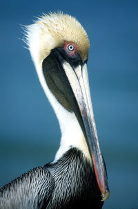 Close-up of pelican