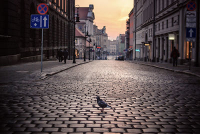 Close-up of pigeon perching on cobblestone street