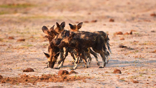 Pack of wild dog puppies