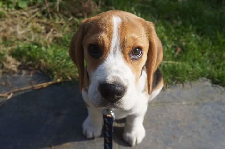 PORTRAIT OF DOG ON GRASS