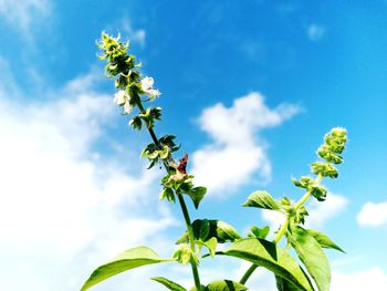 Low angle view of flowering plant against blue sky