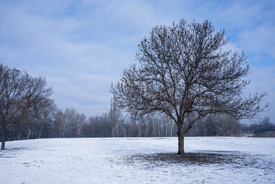 Bare trees on snow covered landscape against sky
