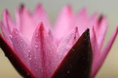 Close-up of water drops on pink flower petal