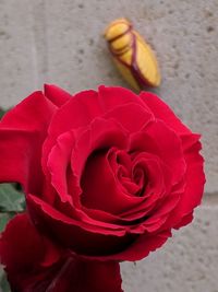 Close-up of rose bouquet