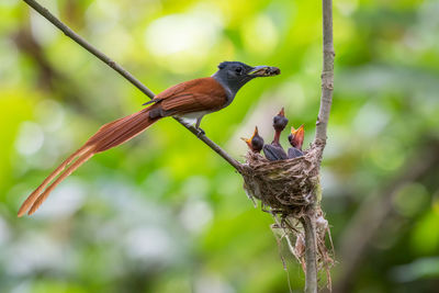 Close-up of birds perching on branch