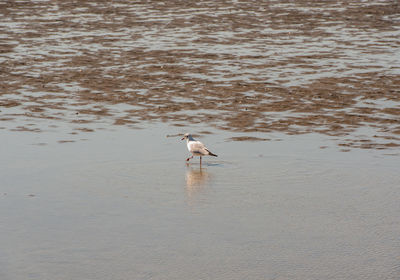 View of seagull on beach