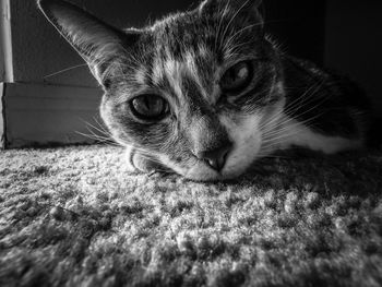 Close-up portrait of cat