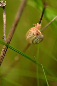 Close up of plant