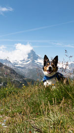 Portrait of dog on field against sky