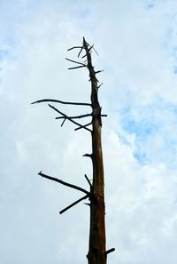 Low angle view of lizard against sky