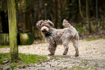 Dog running on field