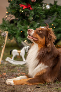 Close-up of dog on field