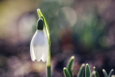 Close-up of white flowering plant