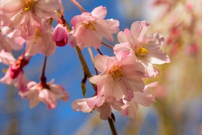 Close-up of pink cherry blossom