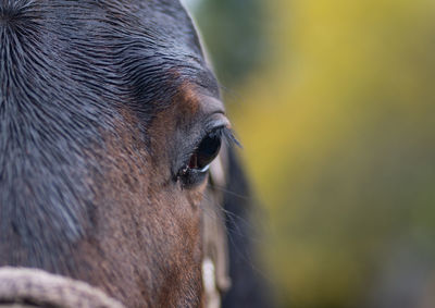 Close-up of a horse