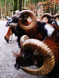 Close-up of cow in field