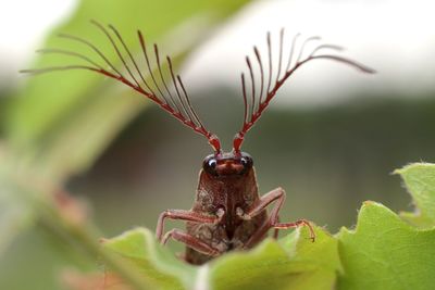 Close-up of insect on plant