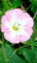 Close-up of pink flower