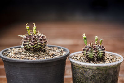 Close-up of potted plant