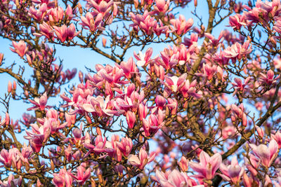 Low angle view of pink flowering tree