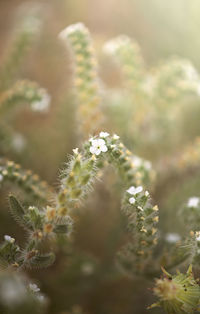 Close-up of white flowers