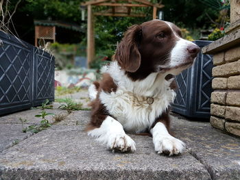 Close-up of dog sitting outdoors