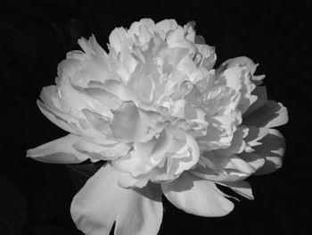 Close-up of white flower blooming against black background