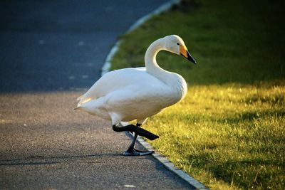 Hopper swan walking on a path