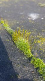 Close-up of plant growing in water