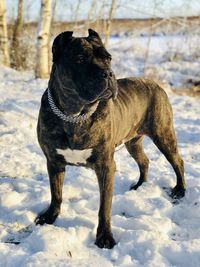 Close-up of dog on snow covered land