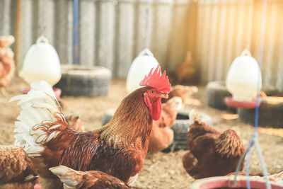 Flock of birds in farm