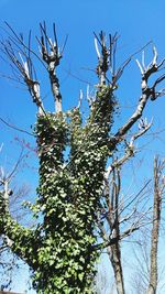 Low angle view of bare trees against clear blue sky