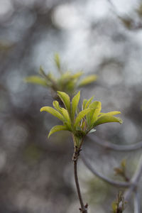 Close-up of leaves