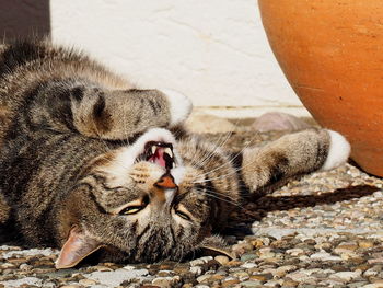 High angle view of cat resting