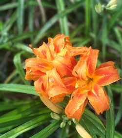 Close-up of wet orange day lily blooming outdoors