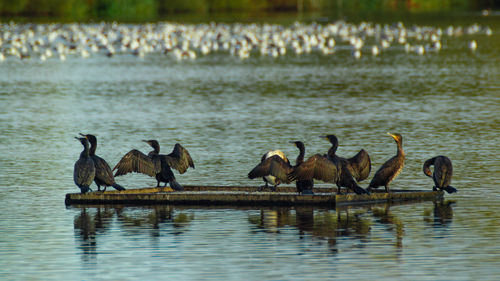 Ducks in a lake