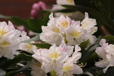 Close-up of fresh white cherry blossoms