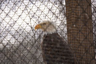 Bald eagle in cage