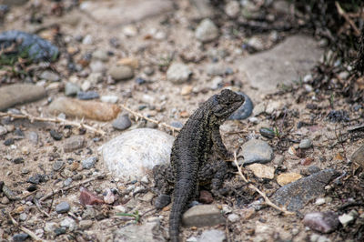 Close-up of lizard on rock