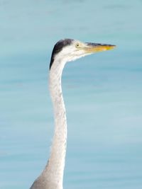 Close-up of a bird