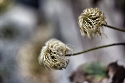 Close-up of wilted flower