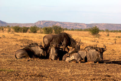 Wildebeest on field against sky