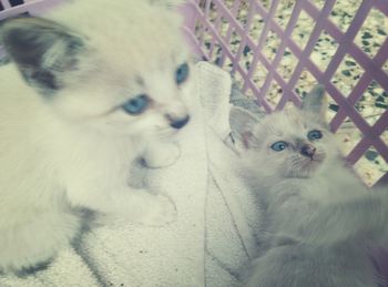 High angle view of dog