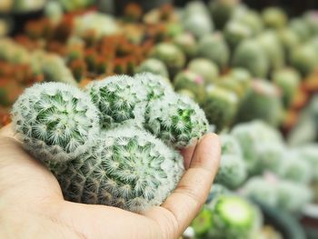 Close-up of human hand holding cactus